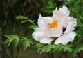 Tree Peony Flower