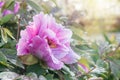 Tree peony flower on bokeh background