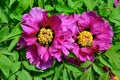 Tree peony. Paeonia suffruticosa Andr. in spring day Royalty Free Stock Photo