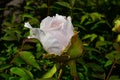 Tree peony. Paeonia suffruticosa Andr. in spring day Royalty Free Stock Photo