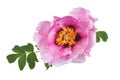 Tree-peony pink flower isolated on white