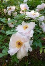 Tree Peony - Yae Zakura Royalty Free Stock Photo