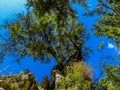 A tree perched on the rim of the Imbros Gorge near Chania, Crete on a bright sunny day Royalty Free Stock Photo