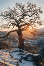 A tree perched on a snowy cliff at sunset, against a colorful dusk sky Royalty Free Stock Photo