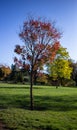 Tree in Perry Park Birmingham Royalty Free Stock Photo