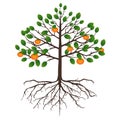 Tree persimmon with fruits and roots on a white background.