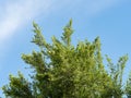 Tree. Perspective unique nature green leave view from under big green tree against with blue sky. Natural and environment concept Royalty Free Stock Photo