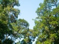 Tree. Perspective unique nature green leave view from under big green tree. Natural and environment concept Royalty Free Stock Photo