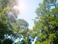 Tree. Perspective unique nature green leave view from under big green tree. Natural and environment concept Royalty Free Stock Photo