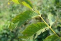 Tree pests gypsy moth caterpillar, larva is dameging walnut tree leaves