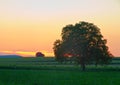 Tree in Pfalz at dusk