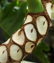 Tree Philodendron, Philodendron bipinnatifidum notabile in Dublin, Ireland. Royalty Free Stock Photo