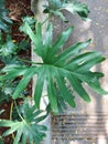 Tree philodendron or Thaumatophyllum bipinnatifidum or Philodendron selloum or xanadu. Big green leaf. Royalty Free Stock Photo