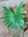 Tree philodendron or Thaumatophyllum bipinnatifidum or Philodendron selloum or xanadu. Big green leaf. Royalty Free Stock Photo