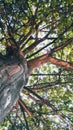 Tree photo captured from down, look up to the top