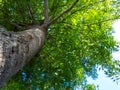 Tree Photo Ground View