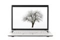 Tree photo on laptop display Royalty Free Stock Photo