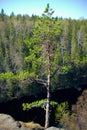 Tree and picturesque forest