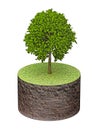 Tree on piece cylinder of land Royalty Free Stock Photo