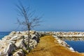 Tree on the pier of Skala Sotiros, Thassos island, Greece