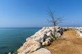 Tree on the pier of Skala Sotiros, Thassos island, Greece