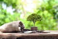 Tree on the pile of coins and money bag finance concept Royalty Free Stock Photo