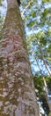 Tree pine beauty in the forest