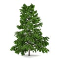 Tree pine isolated. Cedrus deodara Royalty Free Stock Photo