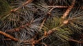 tree pine needles texture Royalty Free Stock Photo