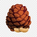 Tree pine nut icon, cartoon style Royalty Free Stock Photo