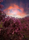 Tree with pink leaves at sunset. Royalty Free Stock Photo
