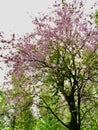 A tree with pink and purple flowers in the middle of the green woods
