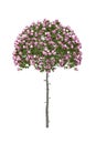 A tree of pink roses isolated on white