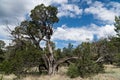 A tree in the Pinon Campground in southwest New Mexico