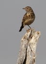 Tree Pipit Royalty Free Stock Photo