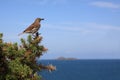 Tree Pipit Royalty Free Stock Photo