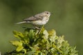 Tree Pipit - Anthus trivialis Royalty Free Stock Photo