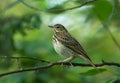 Tree Pipit Anthus trivialis on the branch