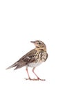 Tree Pipit Anthus trivialis isolated on a white Royalty Free Stock Photo