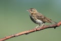 Tree Pipit (Anthus trivialis) Royalty Free Stock Photo