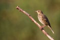 Tree Pipit Anthus trivialis.Wild bird in a natural habitat Royalty Free Stock Photo