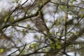 Tree pipit laterally