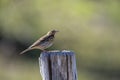 Tree pipit perched on a wooden post