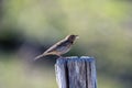 Tree pipit singing on a wooden post Royalty Free Stock Photo