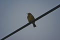 Tree Pipit, Tranoyvein, Hamaroy, Norland County, Norway