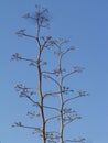 Tree pita with the sky behind