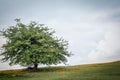 Tree on the green field