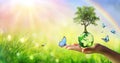 Tree On Planet - Environment Concept - Hand Holding Green Globe Royalty Free Stock Photo