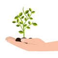 Tree plant cultivate icon