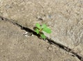 Tree plant and ecology environment drought growing on cracked